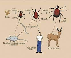 Dade behring marburg gmbh 1993. Life Cycle Of The Ixodes Tick Vectors Of Lyme Borreliosis Reservoir Download Scientific Diagram
