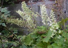 Image result for Habenaria villosa