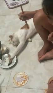 I Ll Just Pretend To Be Asleep They Ll Never Know Video In 2020 Cute Funny Animals Funny Animal Videos Funny Animal Pictures