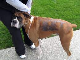 A boxer dog has varying periods of shedding. Petpremium Petpremium On Twitter Dog Losing Hair Dog Hair Loss Dogs