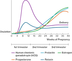 Pregnancy Course Hero