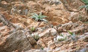 Image result for Aloe welwitschii