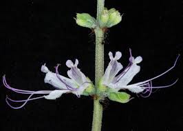 Image result for Ocimum angustifolium