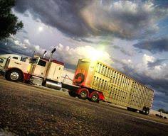 Bull_hauler streams live on twitch! 190 Cow Trucks Ideas Trucks Big Trucks Big Rig Trucks