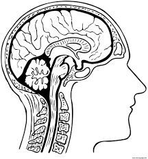 Explore your creative side, get quiet and enjoy the simple art of coloring. Human Brain Coloring Pages Printable