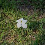 Image result for Cycnium