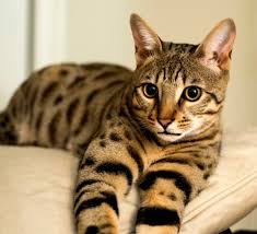 In contrast to other cat breeds, the bengal may also love being around and playing with water. Are Savannah Cats Hypoallergenic Select Exotics Savannah Cats