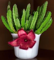 Image result for Stapelia