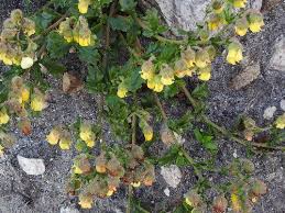 Image result for Hermannia parvula