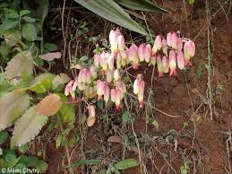 Image result for Kalanchoe pinnata