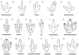 Image result for Tridactyle virginea