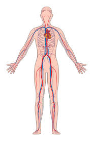 Exposure to illegal drugs such as cocaine Lesson Explainer Blood Vessels Nagwa