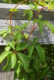 Image result for Parthenocissus quinquefolia