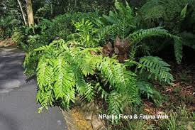 Image result for Drynaria