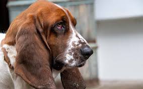 Image result for basset hound