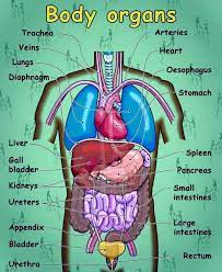 Lung human body parts list picture of internal organs parts of the body 1. English Vocabulary Internal Organs Of The Human Body Eslbuzz Learning English Human Body Vocabulary Human Body Organs Body Anatomy Organs