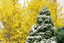 Our dwarf alberta is shipped with a developed root system and more mature branching…perks you won't get from other nurseries or big box stores. How To Grow And Care For Dwarf Alberta Spruce Shrubs