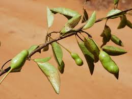 Image result for Maerua nervosa