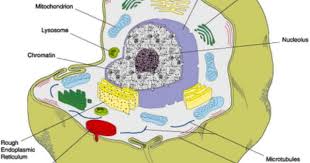 Animal cell structures and functions diagram. Bio101 Cell Structure Blogs Animal Cell Structure Animal Cell Parts Cell Structure
