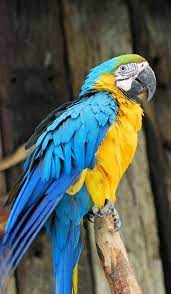 Guacamayo Azuliamarillo Blue And Yellow Macaw Gelbbrustara Ara Bleu Aves Hermosas Aves Animales