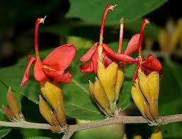 Image result for Helicteres