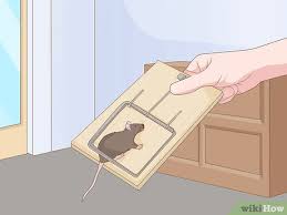 Diy mouse trap using toilet roll and trash can. 3 Ways To Get A Mouse Out Of The House Wikihow Life