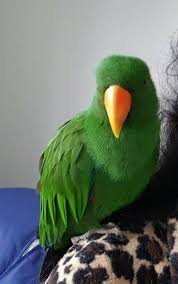 Reunited Eclectus Point Cook Victoria Vic Australia L37905 Find Pets Parrot Bird Lost Found