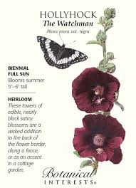 The Watchman Hollyhock Seeds 60 Grams Alcea Hollyhocks Flowers Flower Seeds Hollyhock