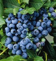 Image result for Vaccinium stanleyi