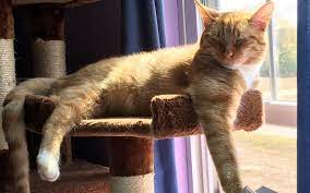 What Is Feline Immunodeficiency Virus Fiv Tekonsha Animal Hospital