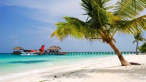 Pohon kelapa, pohon palem, pohon, kelapa, langit biru, pohon, telapak tangan, gratis, gambar tanpa hak cipta. Gambar Pohon Kelapa Di Pantai Yang Indah Pantai Di Pantai Menggambar Pohon