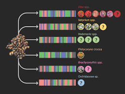 Image result for Disa zombica