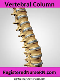Back them up with references or personal experience. Vertebral Column Anatomy Quiz