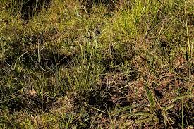 Image result for Pycreus elegantulus