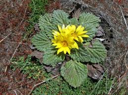 Image result for Haplocarpha