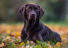 Labrador retrievers (yellow, chocolate and black or charcoal) are a favored family dog due to their mild disposition and affectionate nature. Rottweiler Lab Mix The Complete Labrottie Dog Breed Guide All Things Dogs All Things Dogs