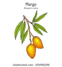 Image result for Mangifera indica