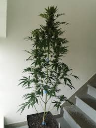 Sensi Seeds Michka Grow Journal By Johnfrenchy Growdiaries Sensi seeds michka feminized and regular cannabis seeds. sensi seeds michka grow journal by
