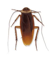 We did not find results for: Cockroaches