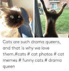 This is the hacker responsible for reddit going offline on saturday aka caturday. 25 Best Memes About Cat Memes Funny Cat Memes Funny Memes