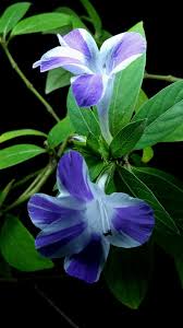 Image result for Barleria delagoensis