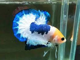 Ikan cupang merupakan spesies ikan tropis, jadi sangat mudah ditemui di daerah asia tenggara dan salah satunya adalah di indonesia. Blue Rim Marble Yellow Head Ikan Cupang Ikan