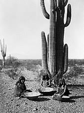 Saguaro and other cactus are not adapted to a fire regime, as fires did not regularly affect them in the past. Saguaro Wikipedia