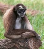 Image result