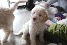 Find doberman pinscher puppies for sale and dogs for adoption. White Orange Lagotto Romagnolo Puppy Cute Dogs Puppies Dogs And Puppies