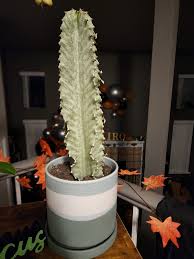 Image result for Euphorbia mossambicensis