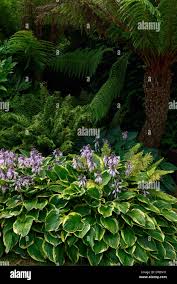 Image result for Dryopteris antarctica