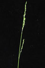 Image result for Acroceras zizanioides