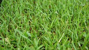In this article, we'll deal with how to thicken zoysia grass. The Grass Is Always Greener When It S Zoysia Howstuffworks