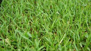 We did not find results for: The Grass Is Always Greener When It S Zoysia Howstuffworks